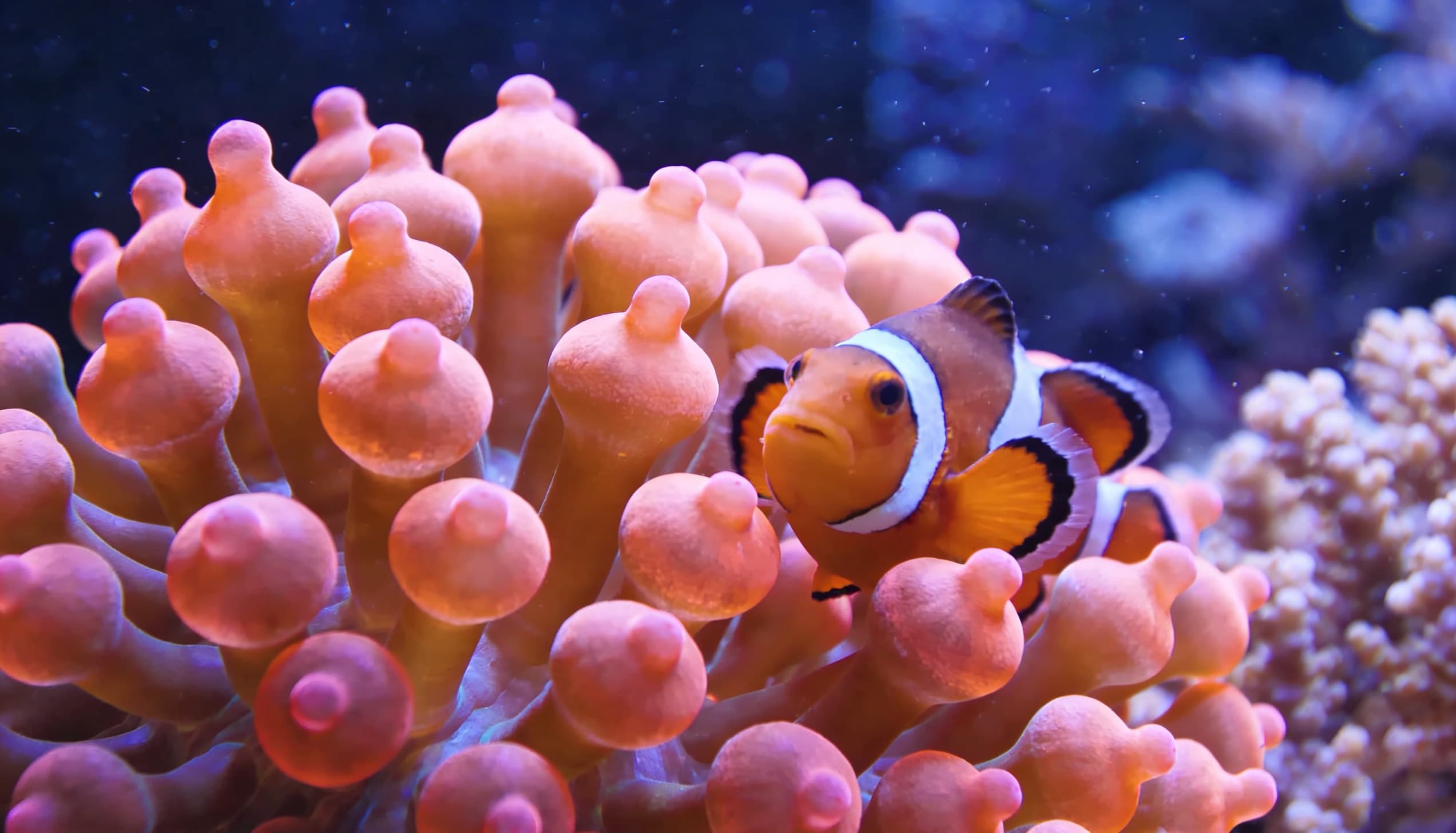 anêmona bubble tip com peixe palhaço no aquário marinho