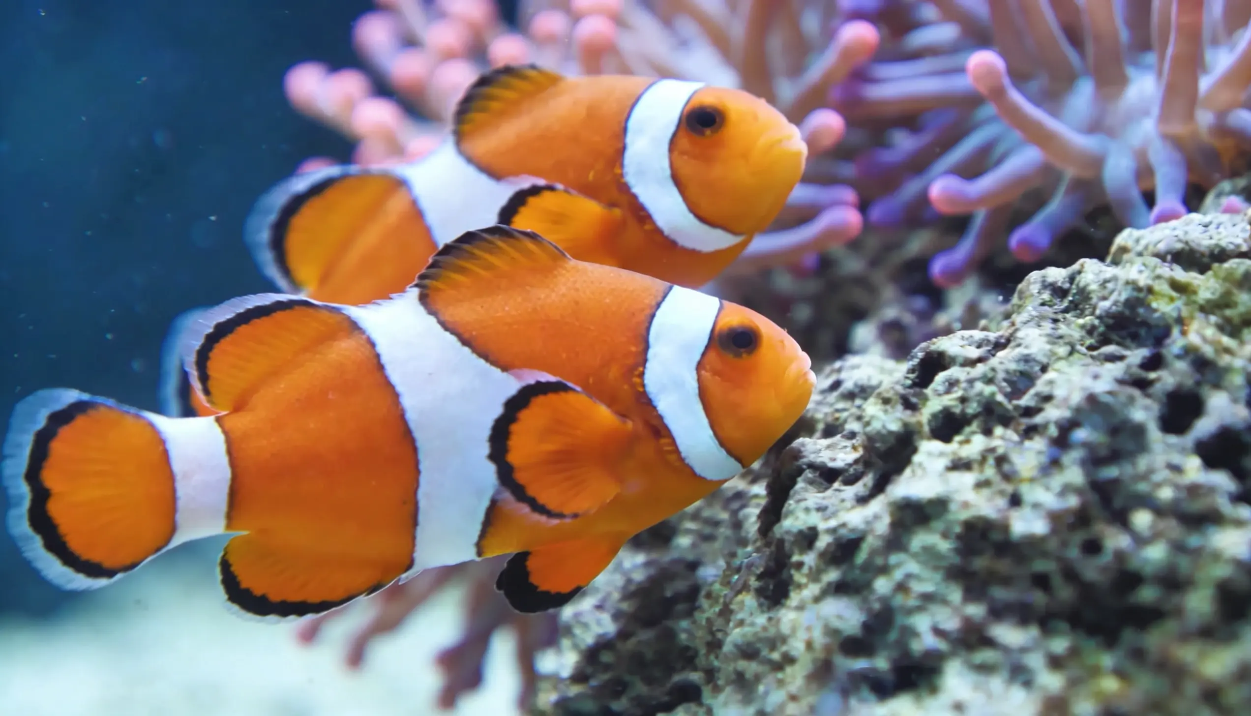 aquario marinho iniciantes