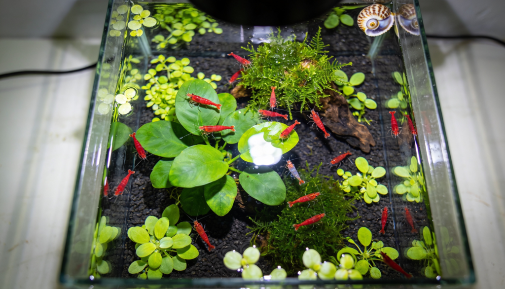 
aquario-nano-plantado-estabelecido