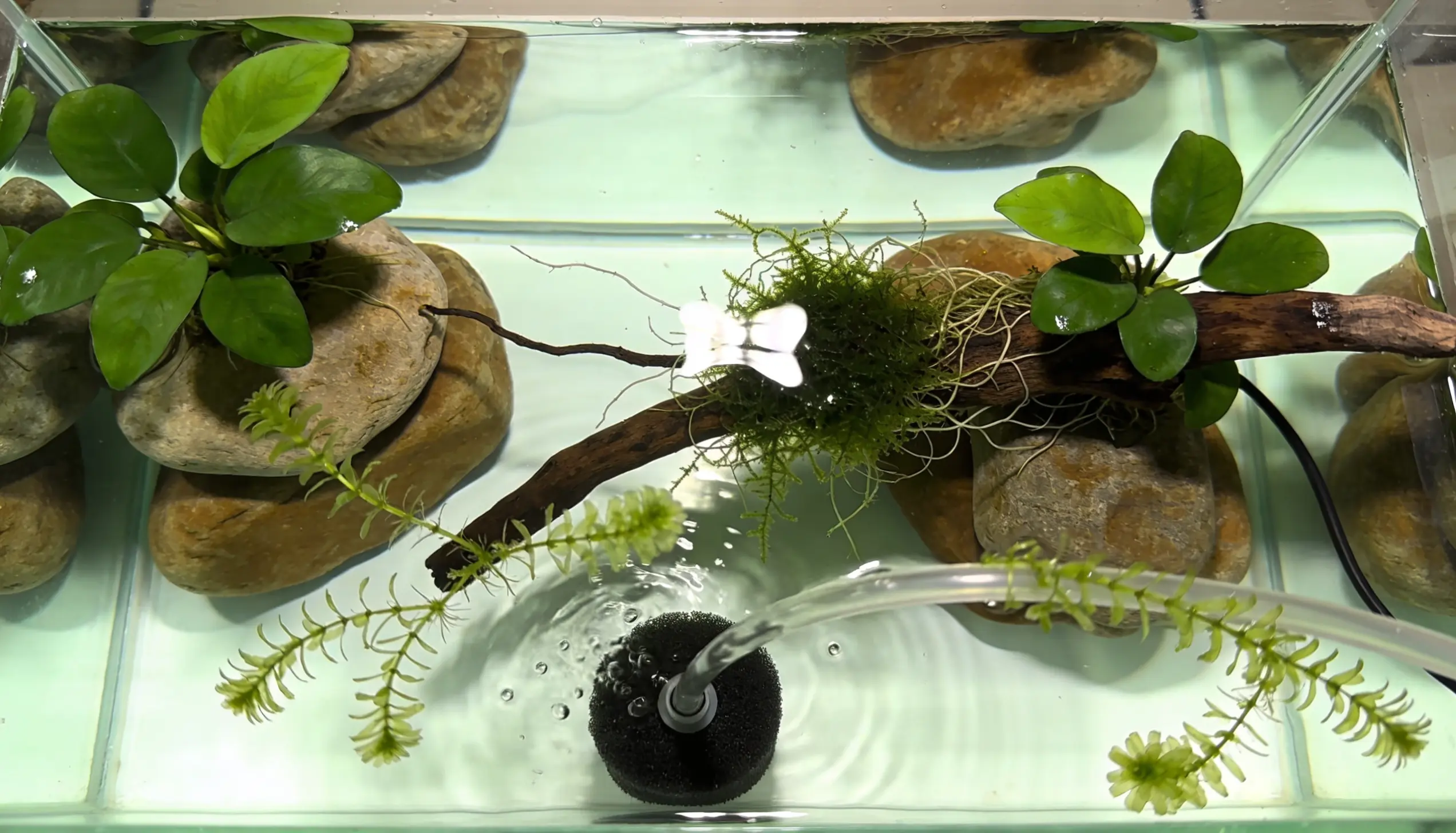 aquario plantado iniciantes
