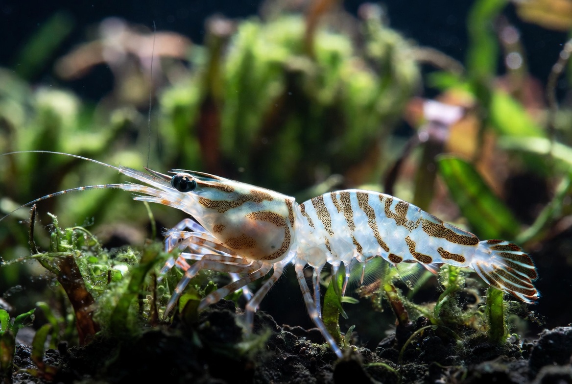 camarao amano caridina multidentata em aquario plantado