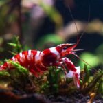 camarao-caridina