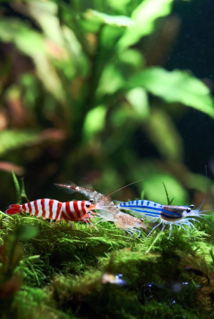 camarao-caridina
