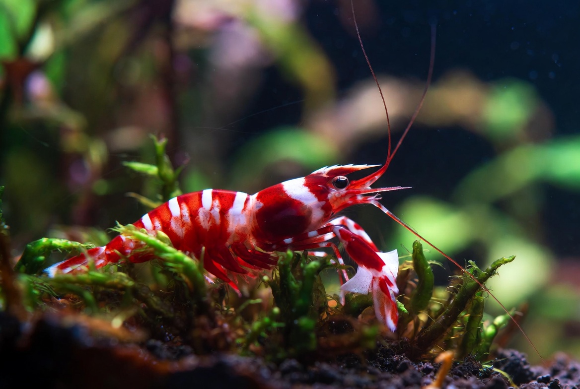 camarao-caridina