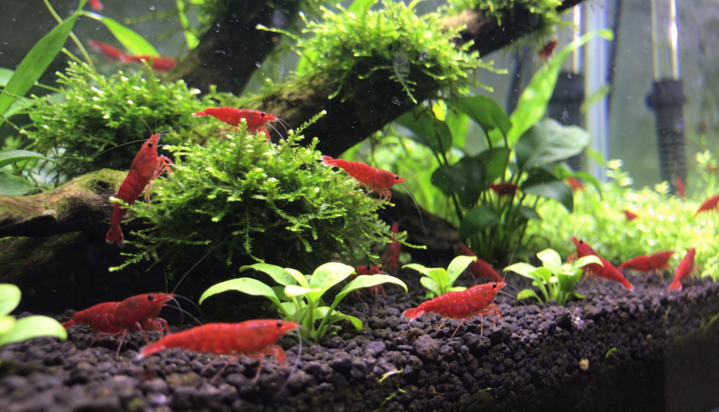 camarao-red-cherry-plantas