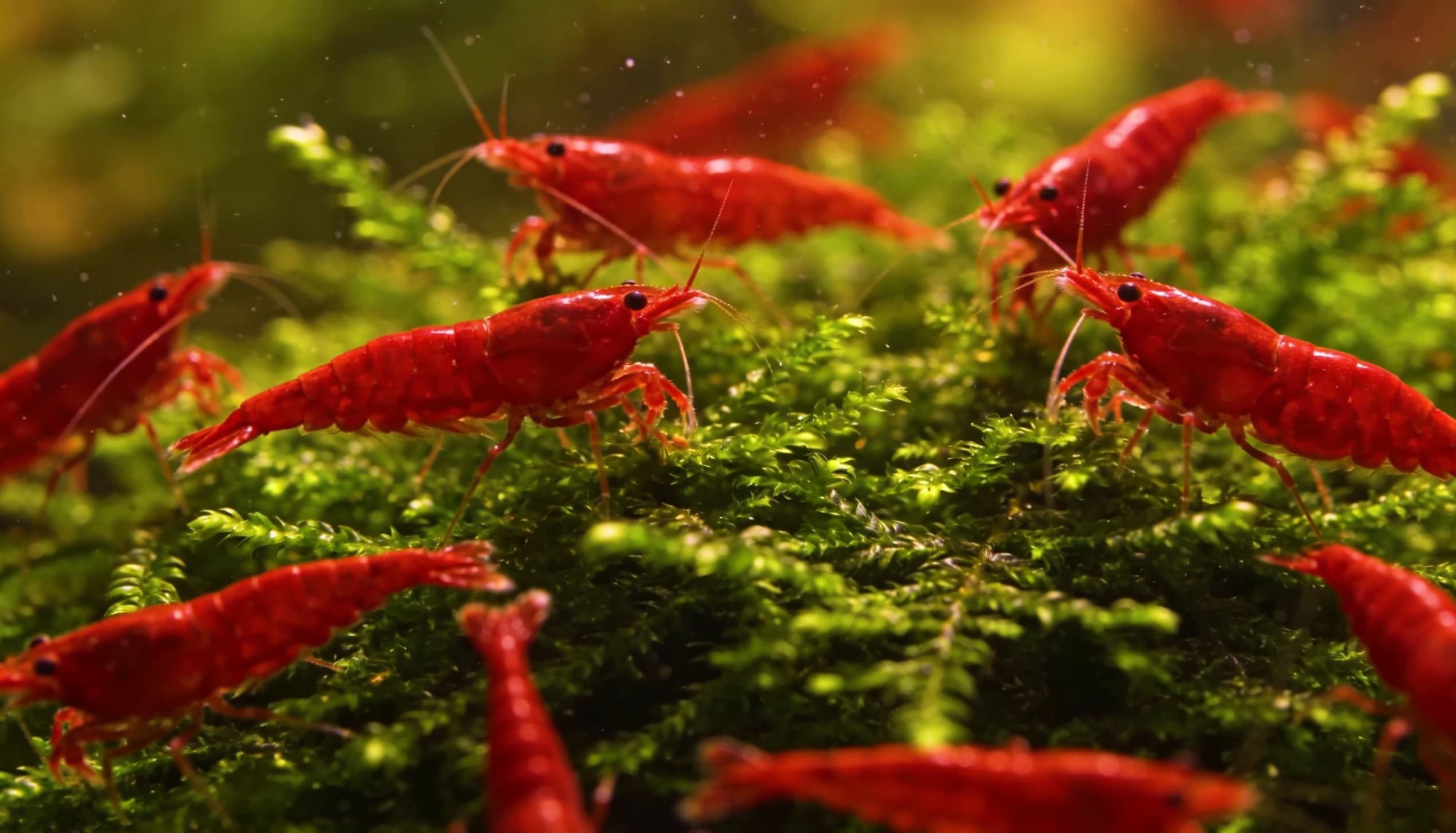 camarao red cherry neocaridina aquario plantado
