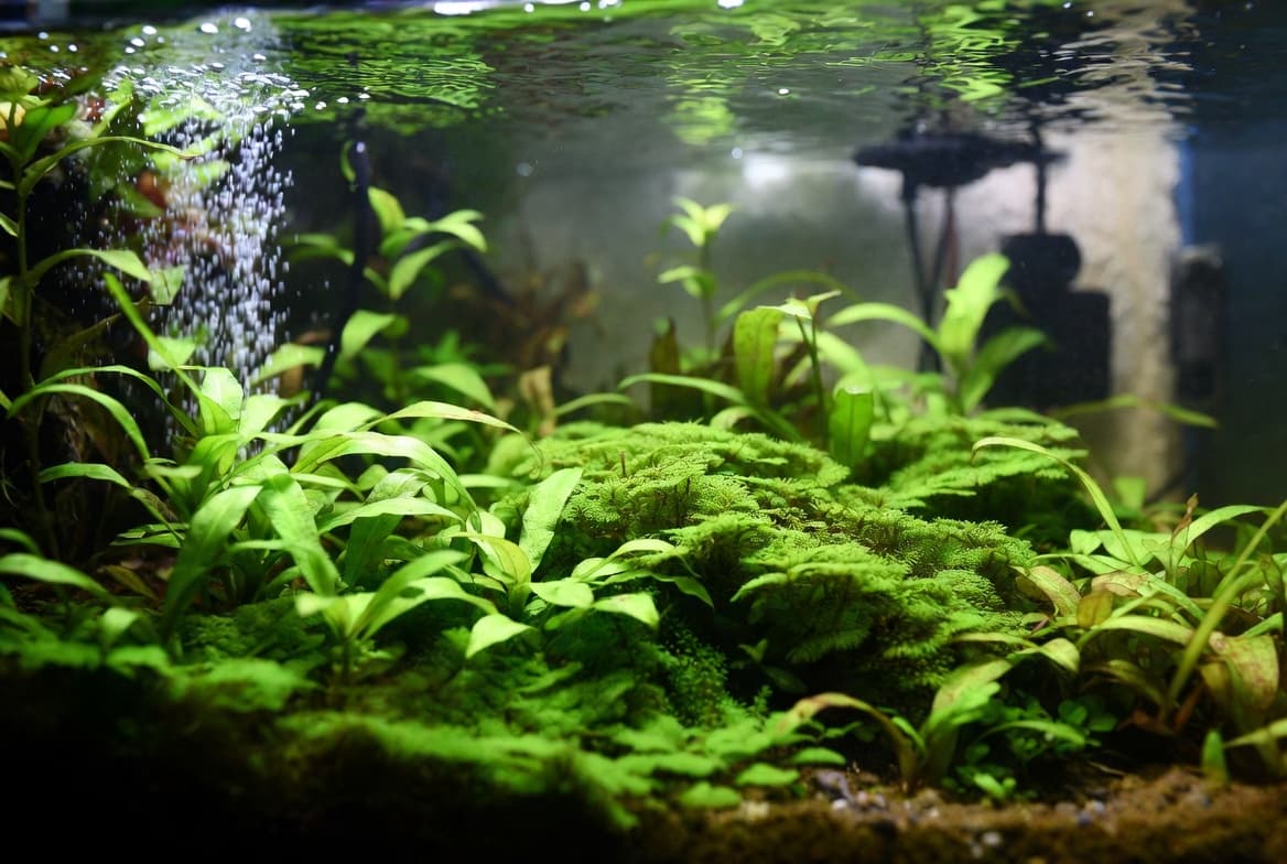 carpete de Monte Carlo cobrindo o fundo de aquário plantado