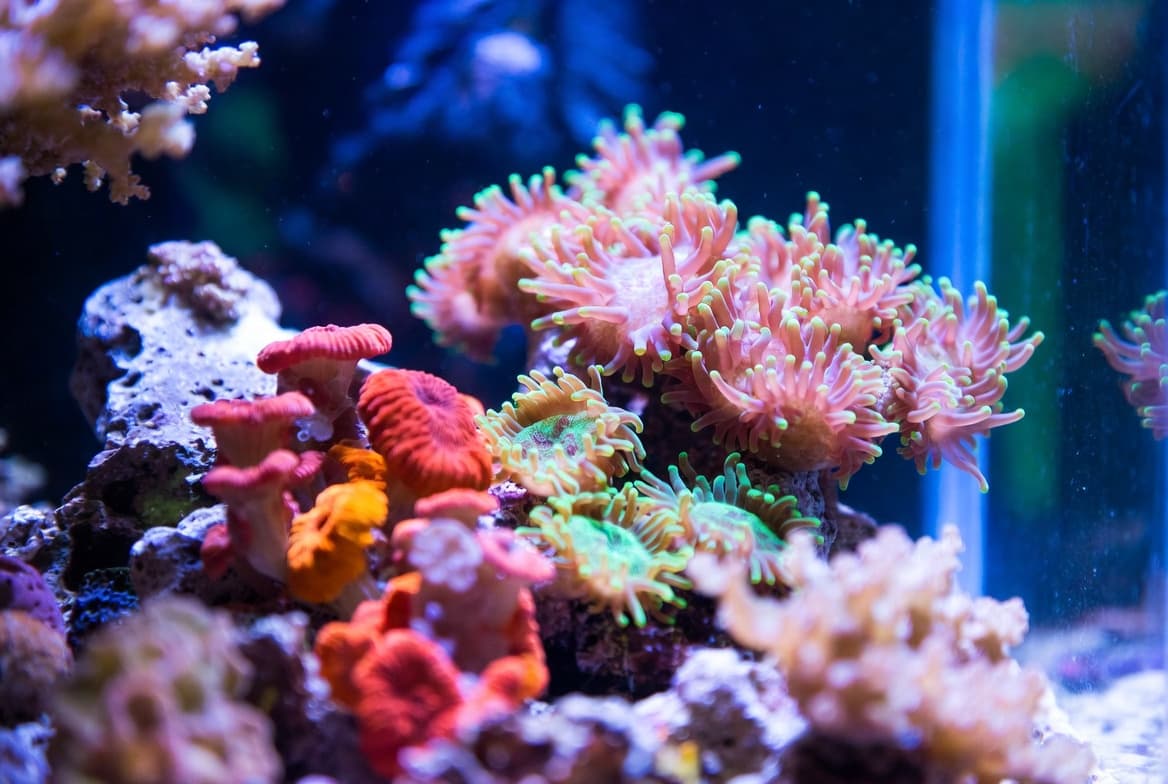 corais coloridos em nano reef aquário marinho pequeno