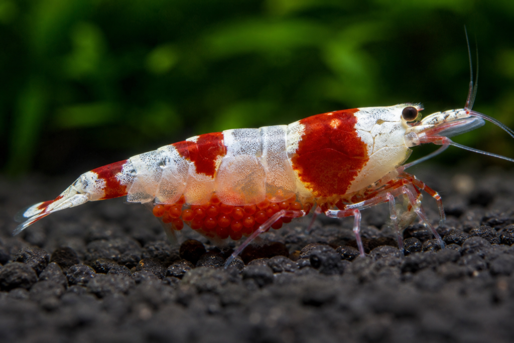 crystal red shrimp femea ovada com ovos vermelhos