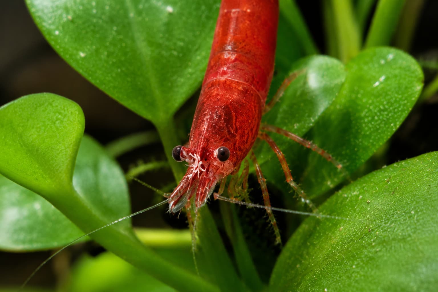 Ellobiopsis parasita laranja nas antenas do camarão