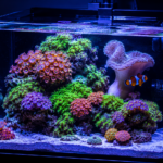 nano-reef-aquario-marinho
