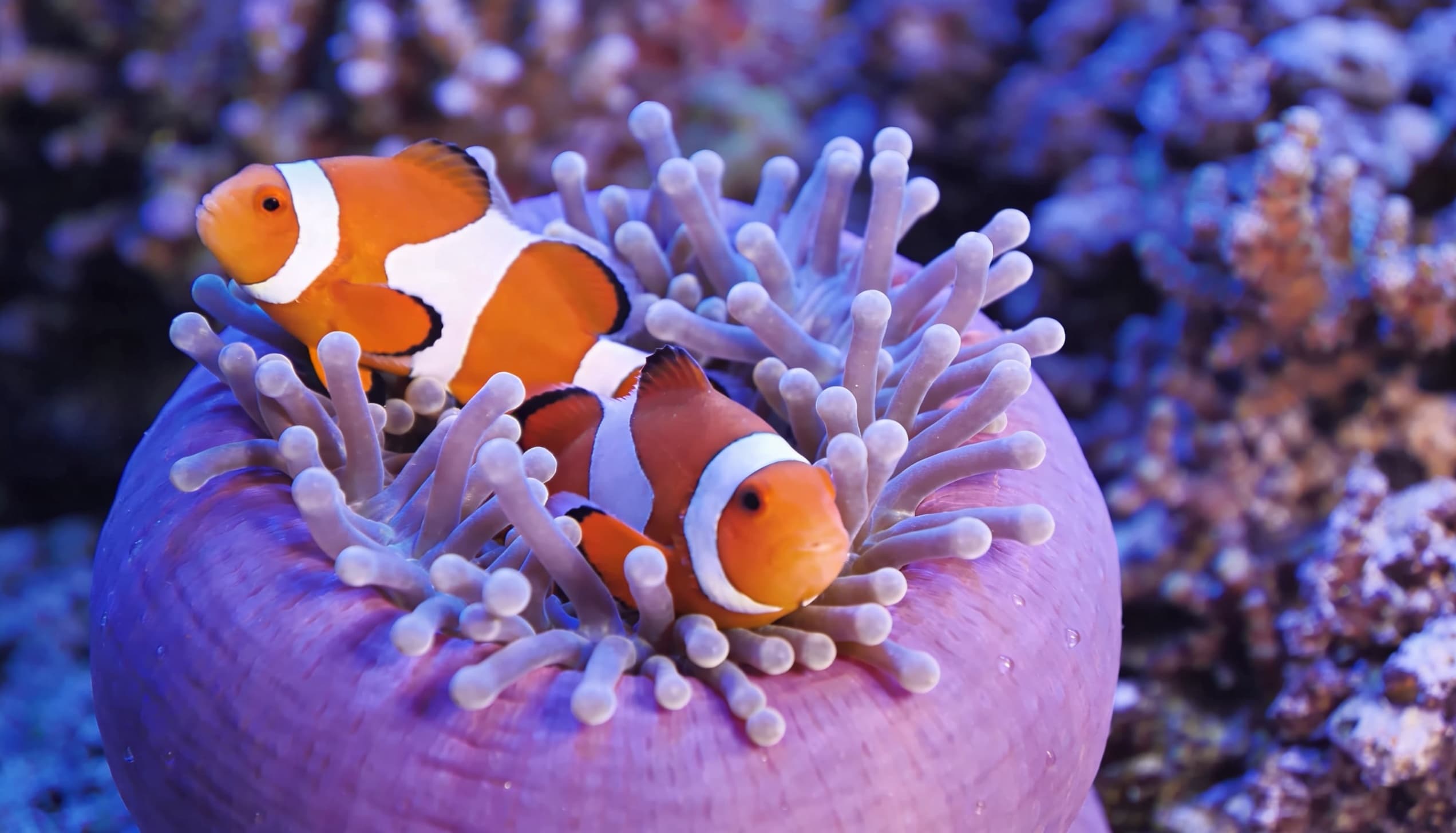 aquario marinho com peixe palhaco e anemona