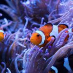 peixe palhaco no aquario marinho com anemona