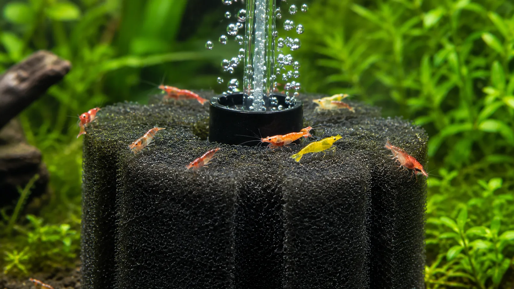filtro de esponja em aquario de camarao com camaroes pastando nele