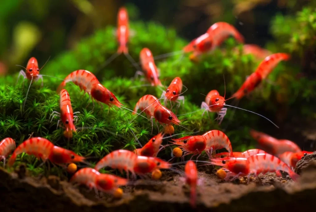 grupo de camaroes neocaridina vermelhos comendo no fundo do aquario