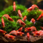 grupo de camaroes neocaridina vermelhos comendo no fundo do aquario