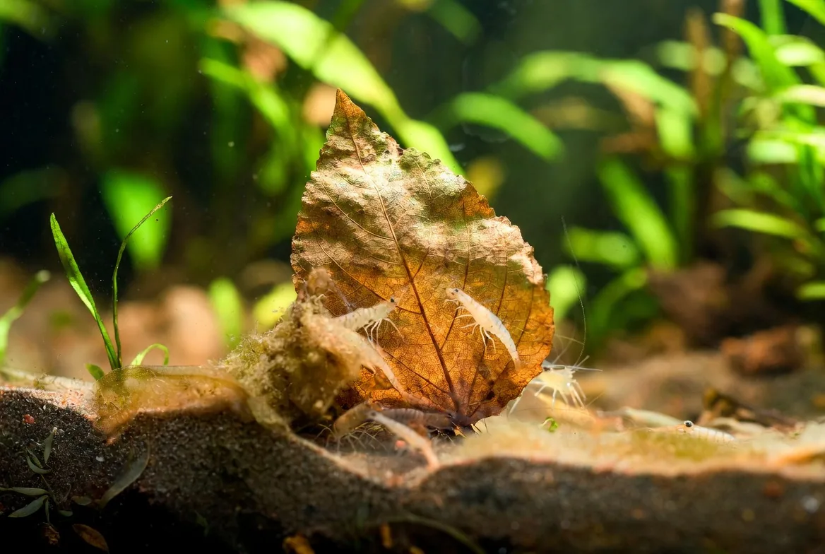 folha de catappa no fundo de aquario de camarao com biofilme