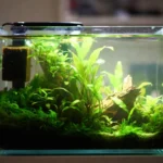 aquario nano de camarao montado com plantas e filtro de esponja