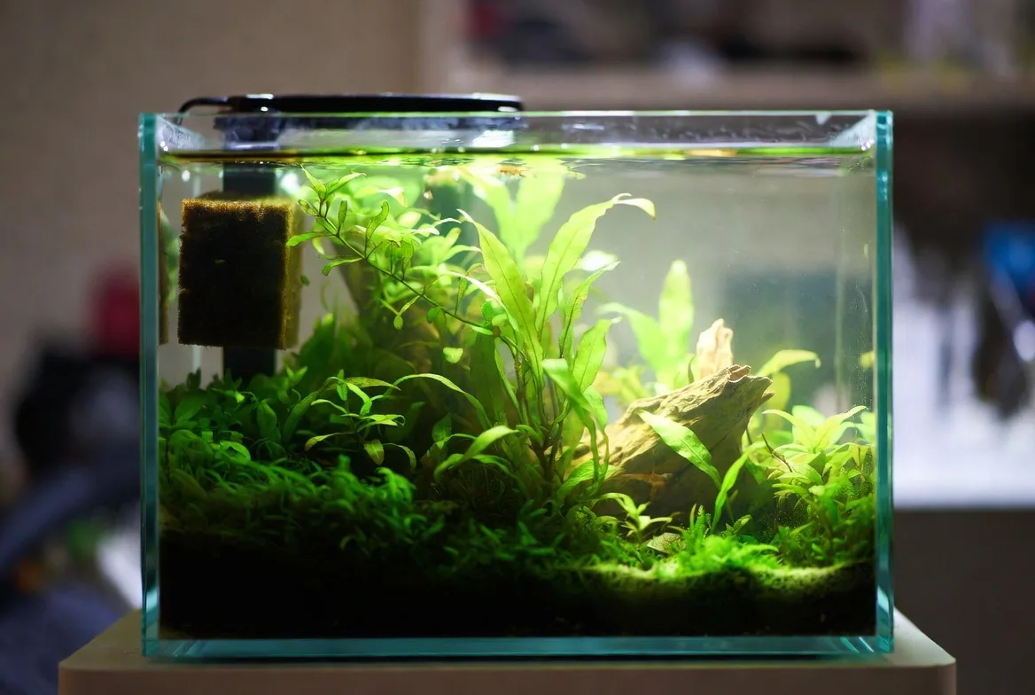 aquario nano de camarao montado com plantas e filtro de esponja