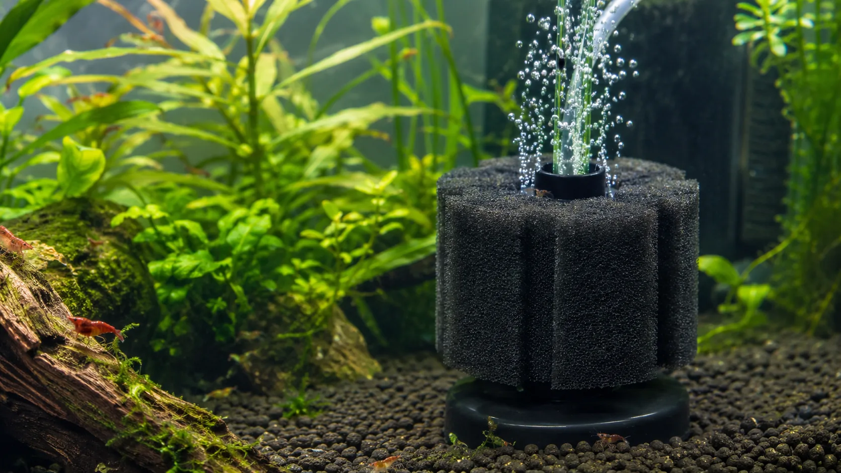 filtro de esponja com bomba de ar funcionando dentro do aquario
