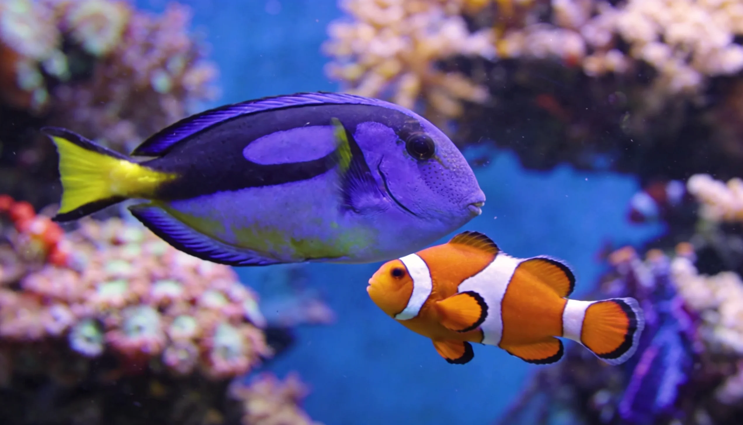 peixe-palhaço e royal gramma em aquário marinho