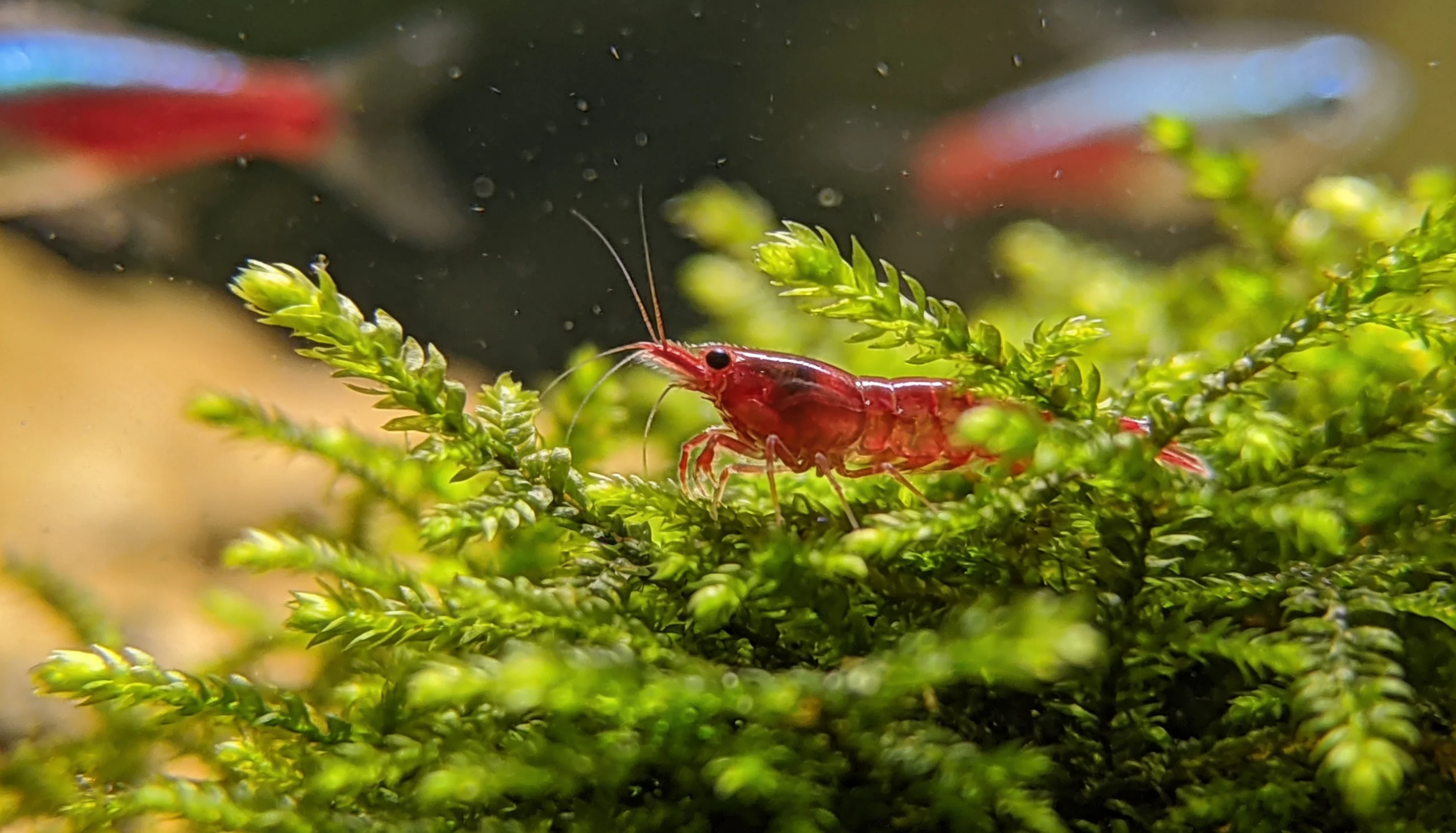 cardume de ember tetra em aquário com camarão