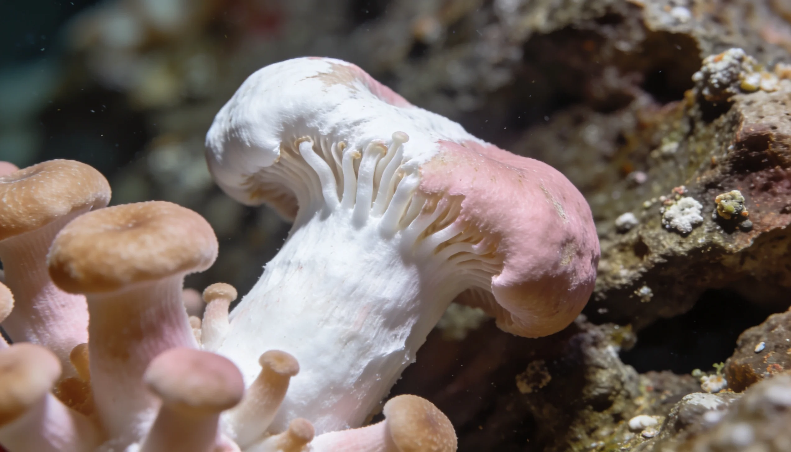 coral em bleaching por temperatura alta no aquário