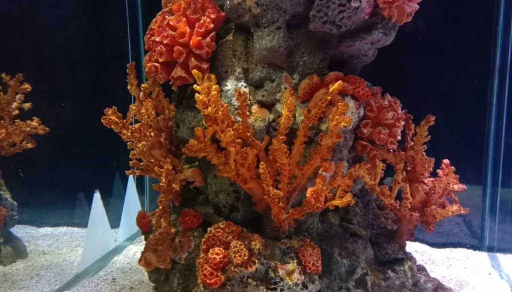 corais coloridos em aquário marinho de água salgada