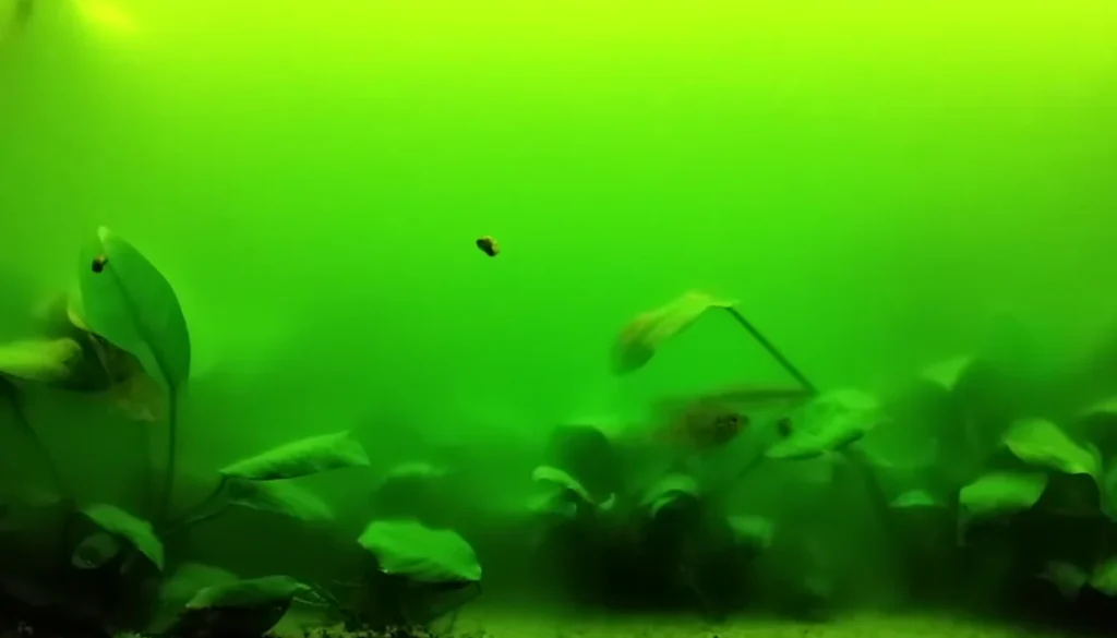 Aquário com água verde causada por florescimento de algas em suspensão