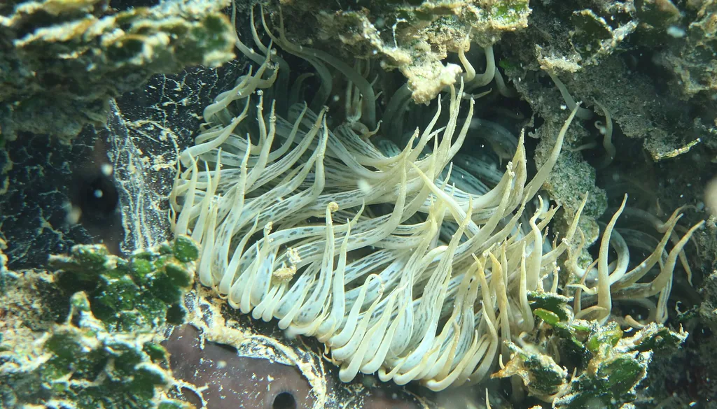 aiptasia (Aiptasia mutabilis), anêmona-praga em rocha de aquário marinho