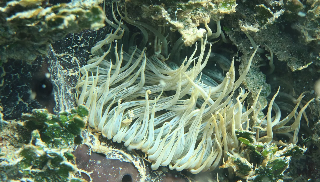Aiptasia fixada na rocha viva do aquário marinho