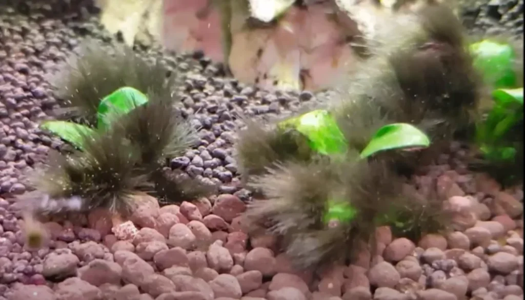 alga barba negra cobrindo folhas de anubias no aquario plantado