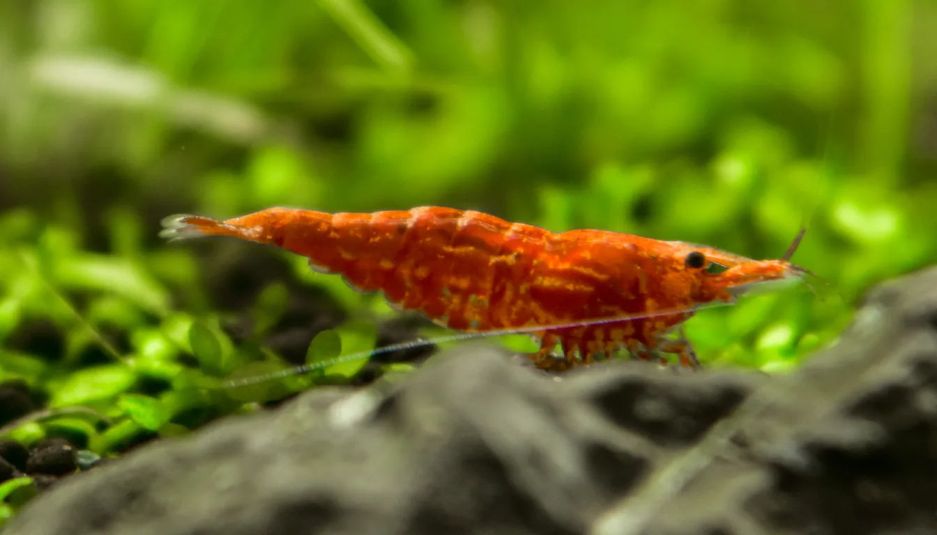 vários camarões red cherry raspando biofilme no aquário