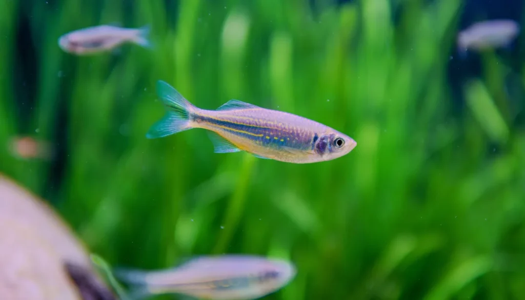 cardume de peixes em aquario de agua doce plantado e saudavel