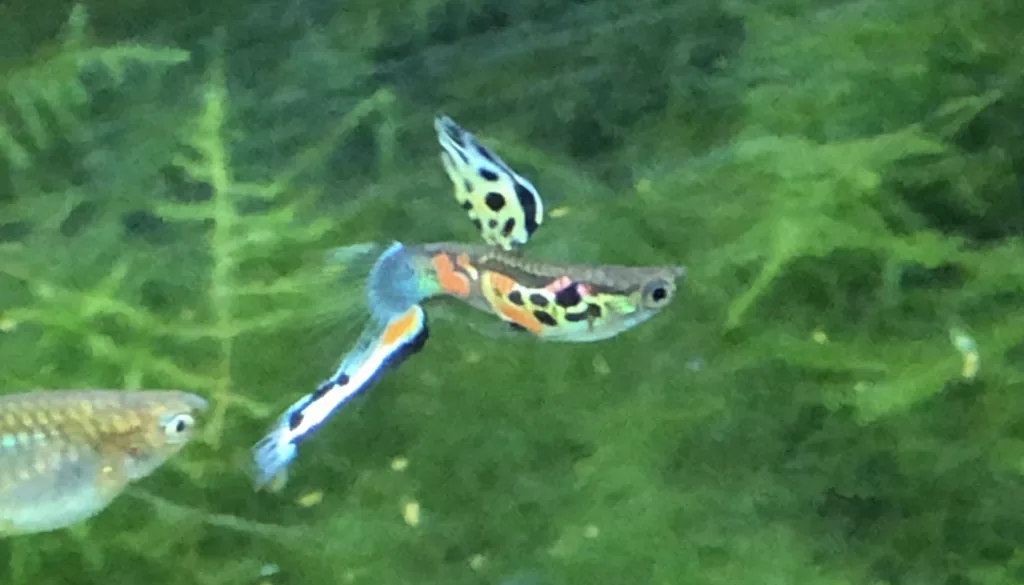 guppies em aquário de água doce, peixes sensíveis à amônia
