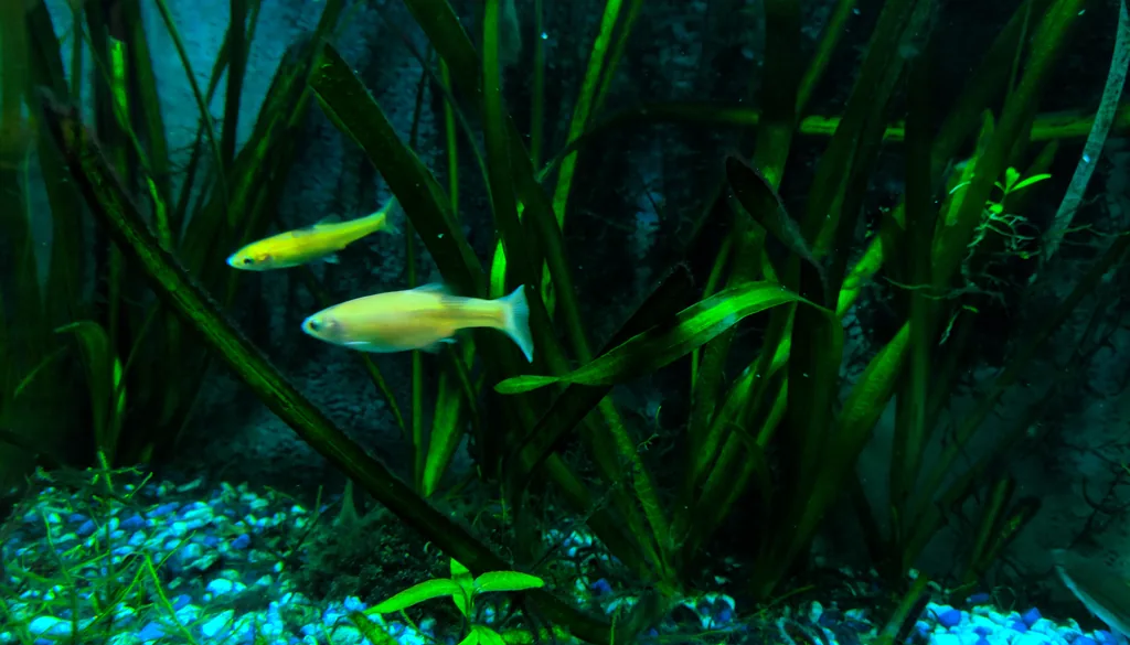 peixes em aquário plantado monitorado para controle da amônia