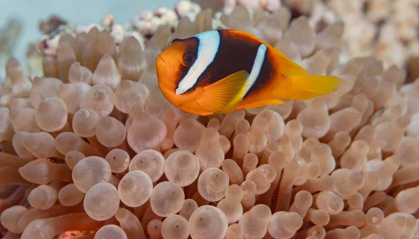 Peixe-palhaço hospedado em anêmona Bubble Tip (Entacmaea quadricolor) no recife