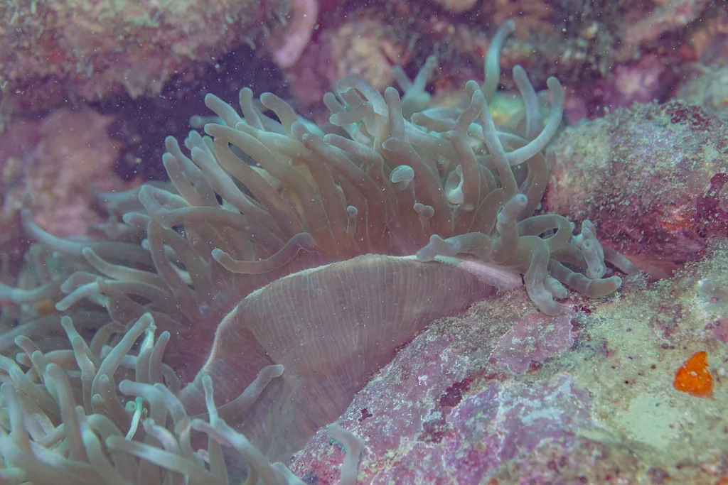 Anêmona Bubble Tip (Entacmaea quadricolor), a espécie mais indicada para iniciantes