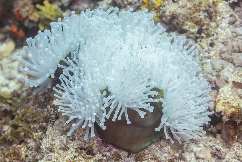 Anêmona magnífica (Heteractis magnifica) fixada na rocha do recife