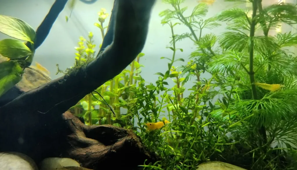 aquário de camarão neocaridina plantado com tronco e plantas