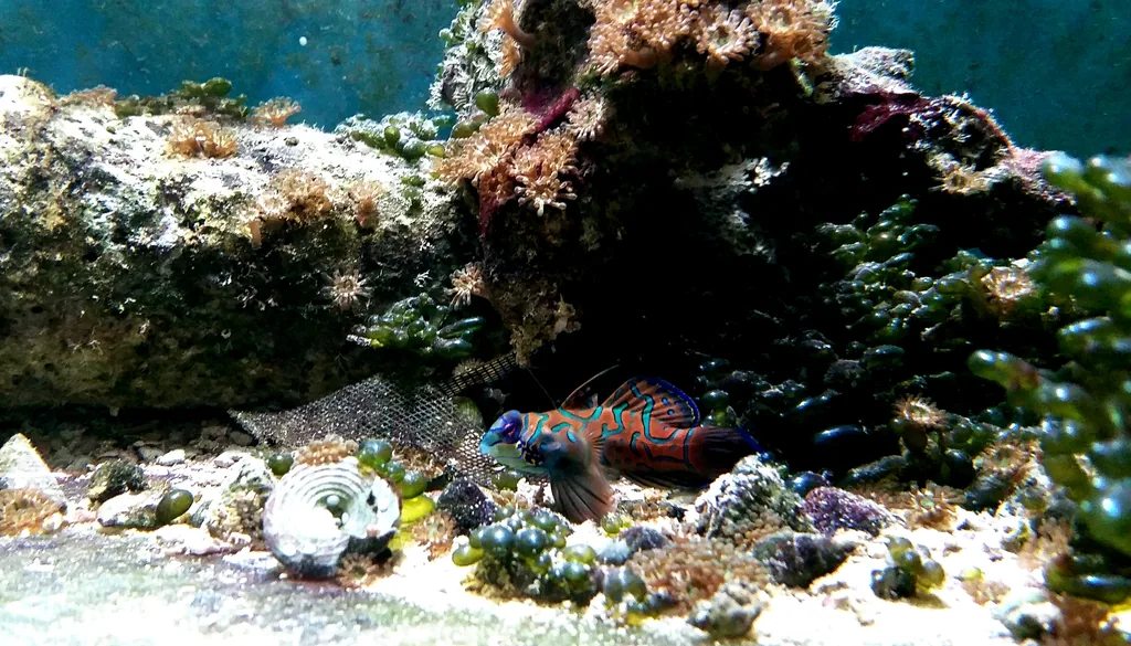 aquário marinho para iniciantes com peixe-mandarim e rocha viva