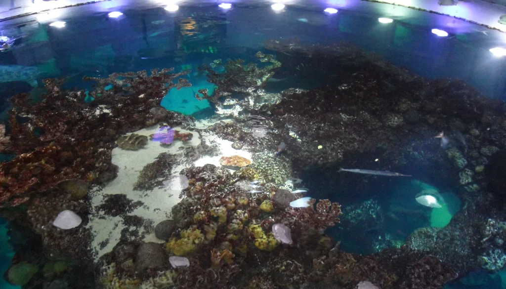 aquário de recife com corais e rochas vivas em aquário marinho