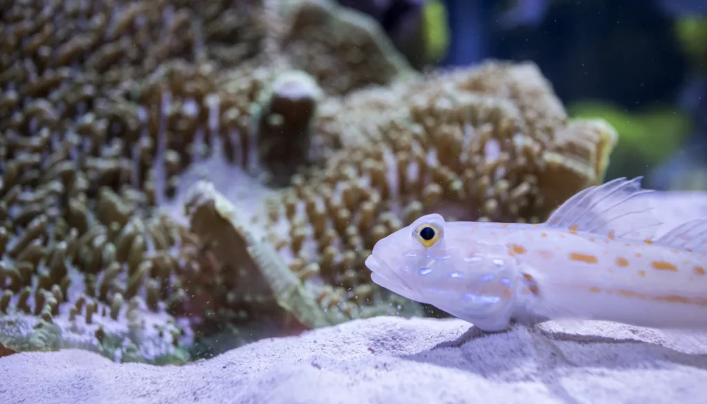 aquario marinho de recife caseiro com goby e corais