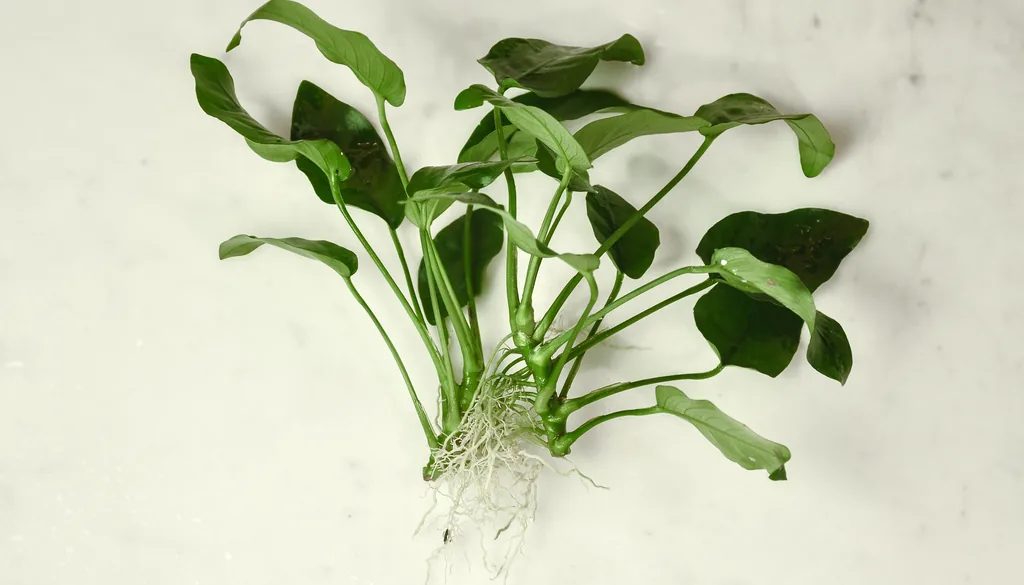 anúbias, planta de crescimento lento onde a barba negra costuma se fixar