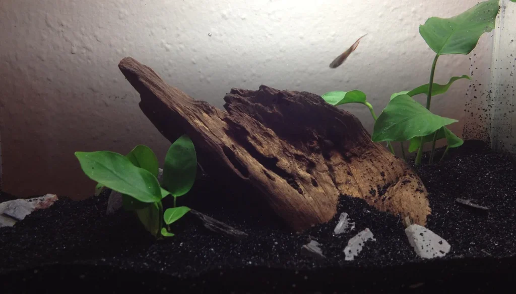 Aquário nano plantado montado sem filtro, no estilo low-tech, com anúbias e tronco