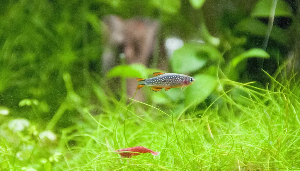 Danio margaritatus e camarão Neocaridina davidi em aquário nano densamente plantado