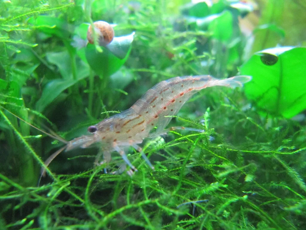 Camarão amano (Caridina multidentata) em aquário plantado com musgo
