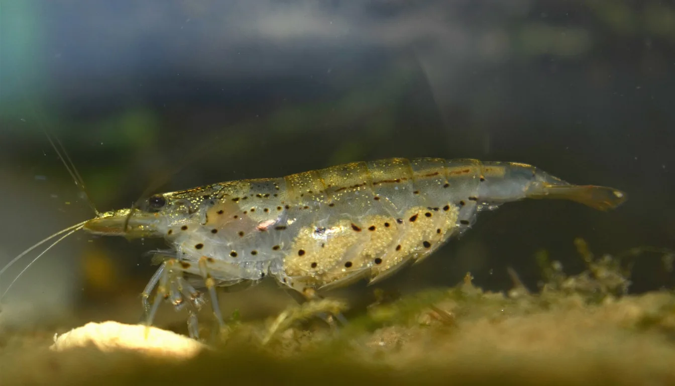 Fêmea de camarão amano (Caridina multidentata) ovada, mostrando os pontos castanhos característicos