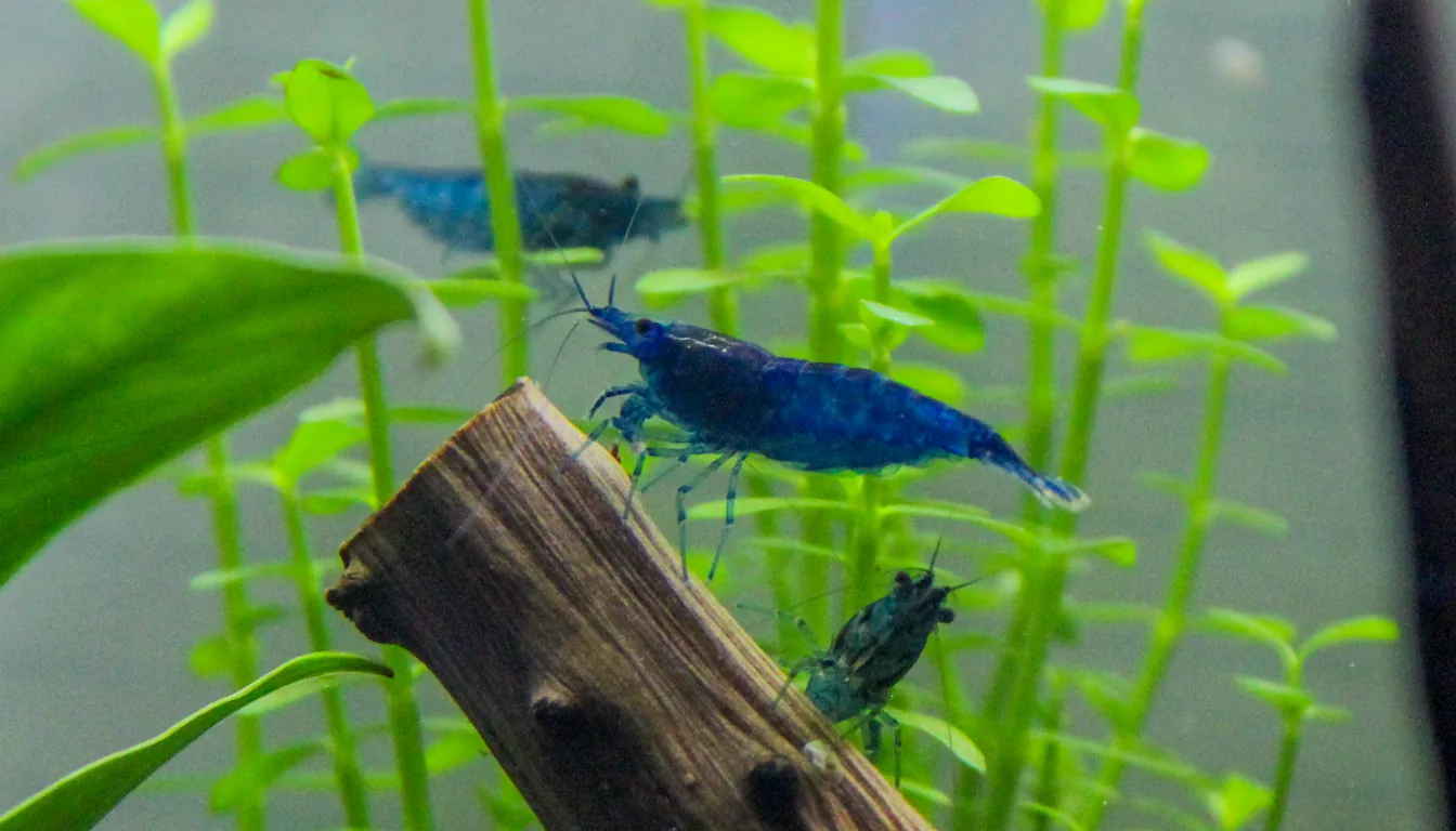 camarão blue dream azul intenso em aquário plantado