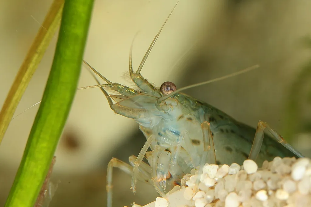 camarão Amano Caridina multidentata em close